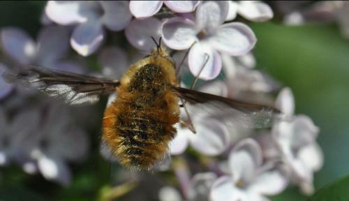 Réf. 79 983 : Bombylius major