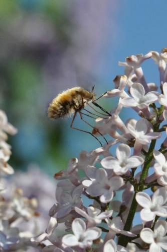 Bombylius major