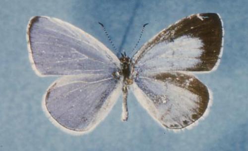 Réf. 79 441 : Celastrina argiolus