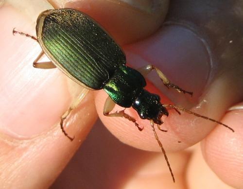 Réf. 79 769 : Chlaenius velutinus
