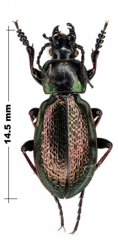 Réf. 79 434 : Carabus transiliensis