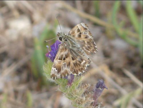 Réf. 79 163 : Carcharodus alceae