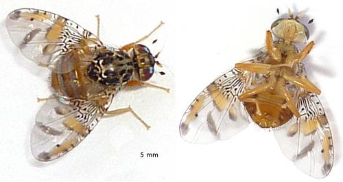 Réf. 79 635 : Ceratitis capitata