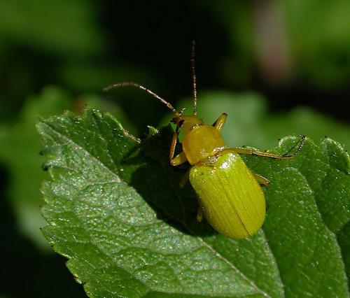 Réf. 79 581 : Cteniopus sulphureus