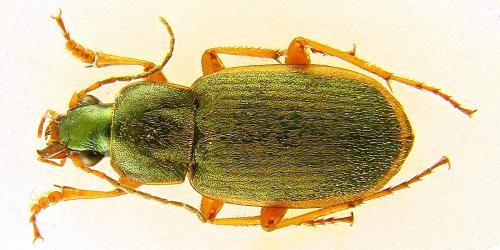 Réf. 79 948 : Chlaenius olivieri
