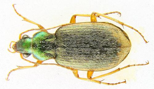 Réf. 79 956 : Chlaenius vestitus