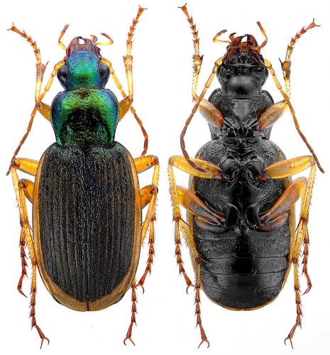 Chlaenius velutinus