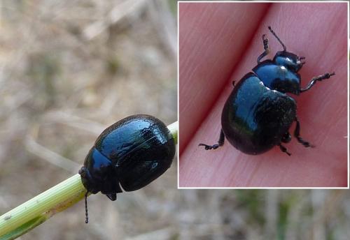 Réf. 79 381 : Chrysolina haemoptera