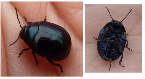 Réf. 79 387 : Chrysolina haemoptera