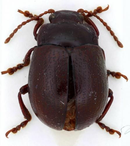 Chrysolina staphylaea