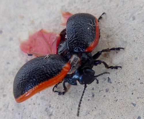 Chrysolina kuesteri