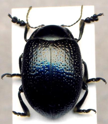 Réf. 79 746 : Chrysolina orientalis