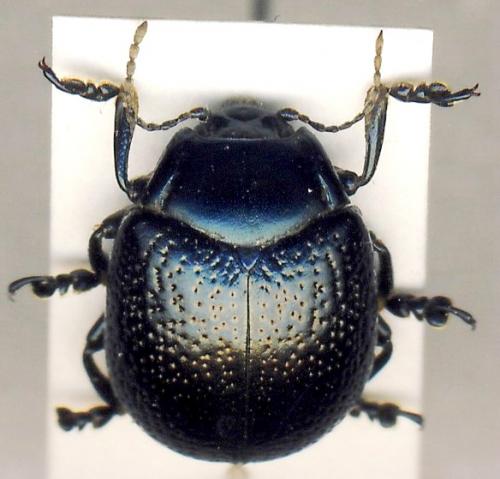 Réf. 79 747 : Chrysolina orientalis