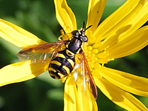 Chrysotoxum intermedium