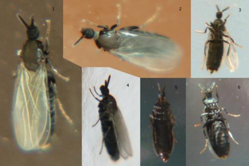 Réf. 79 106 : Coboldia fuscipes