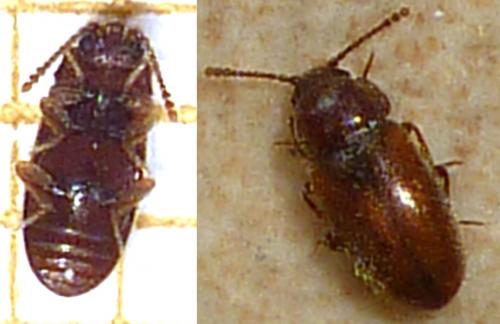 Cryptophagus sp.