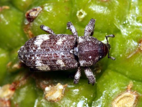 Réf. 79 883 : Pissodes validirostris