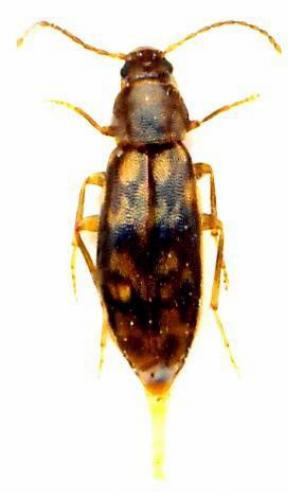 Réf. 79 117 : Marolia variegata