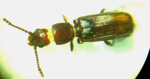 Leptophloeus juniperi