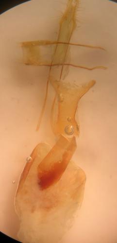 Conistra ligula