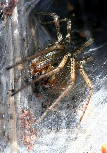 Agelena sp.