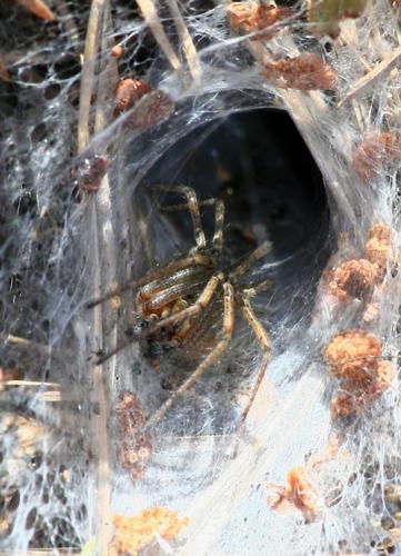 Agelena sp.