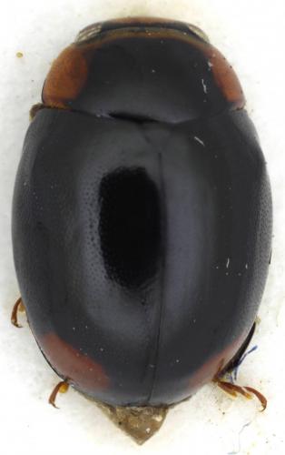 Réf. 79 203 : Hyperaspis sp.