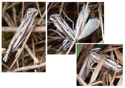 Catoptria staudingeri
