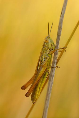 Euchorthippus declivus