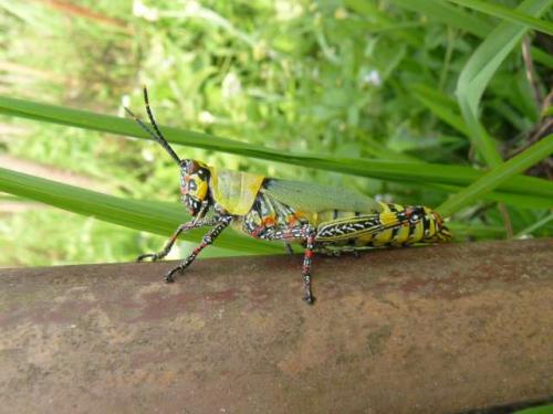 Zonocerus variegatus