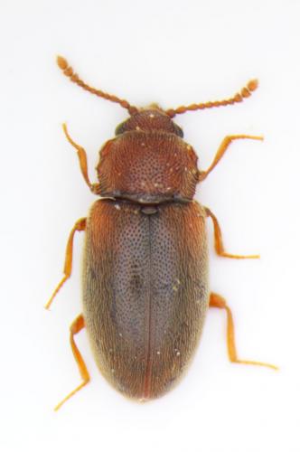Cryptophagus sp.