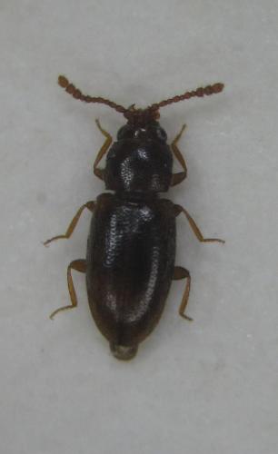 Atomaria sp.