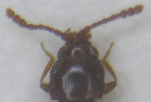 Atomaria sp.