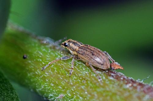Sitona lineatus