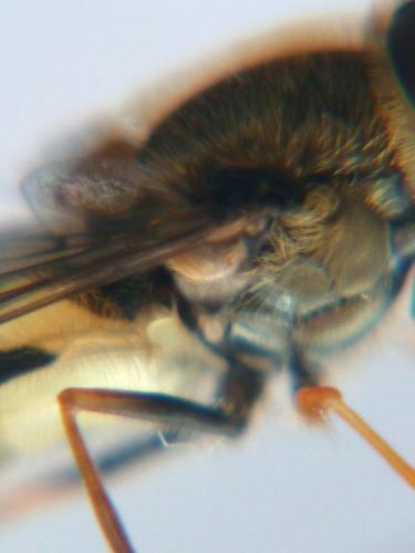 Syrphus sp.