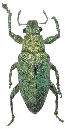 Hypomeces squamosus