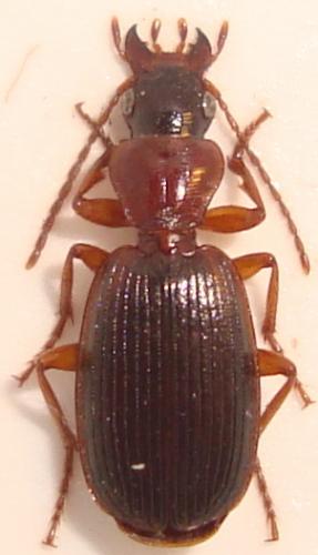 Réf. 79 230 : Cymindis coadunata