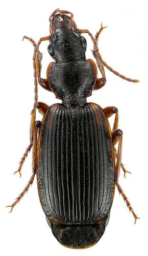 Cymindis etrusca