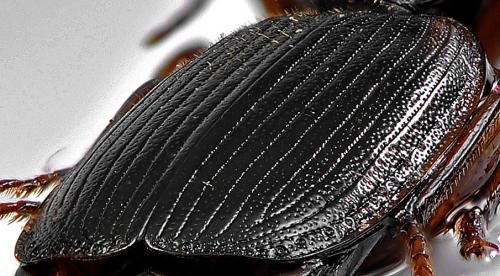 Cymindis etrusca
