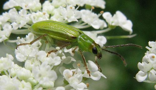 Diabrotica barberi