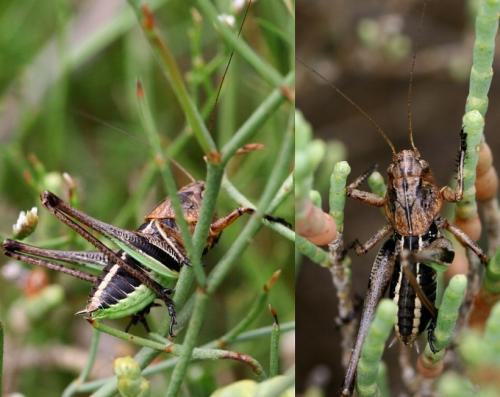 Réf. 79 907 : Decticus albifrons