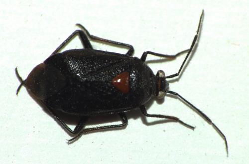 Réf. 79 597 : Deraeocoris morio