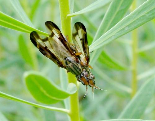Dorycera grandis