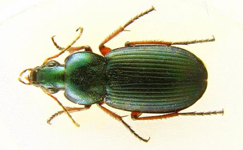 Réf. 79 943 : Chlaenius decipiens