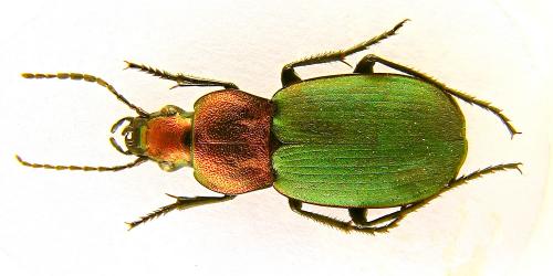 Réf. 79 942 : Chlaenius fulgidicollis