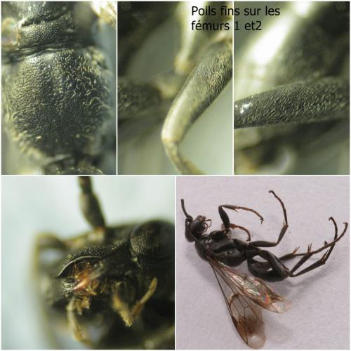 Deuteragenia bifasciata