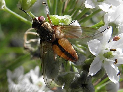 Réf. 79 405 : Dexia rustica