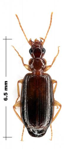 Dromius meridionalis