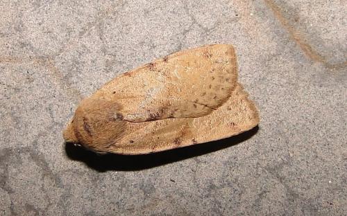 Réf. 79 294 : Conistra daubei