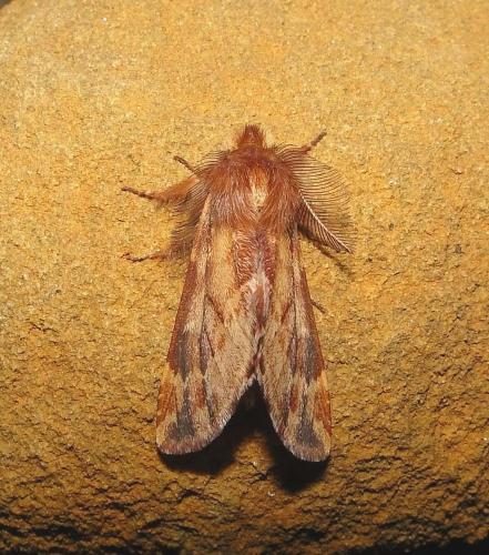 Réf. 79 601 : Ptilophora plumigera